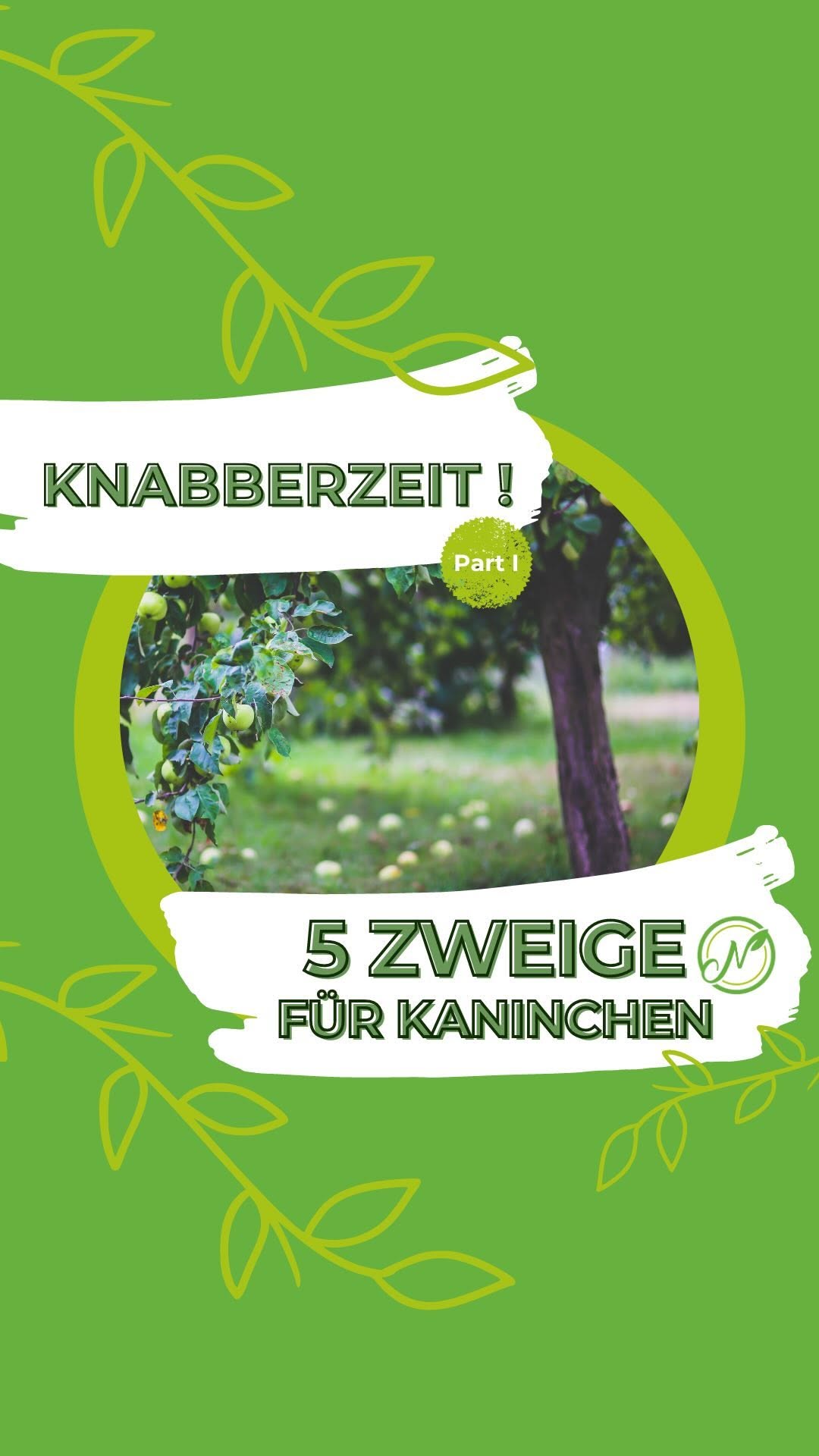 🐰 Knabberzeit! 5 sichere Zweige für deine Kaninchen – Diese Sorten lieben sie wirklich