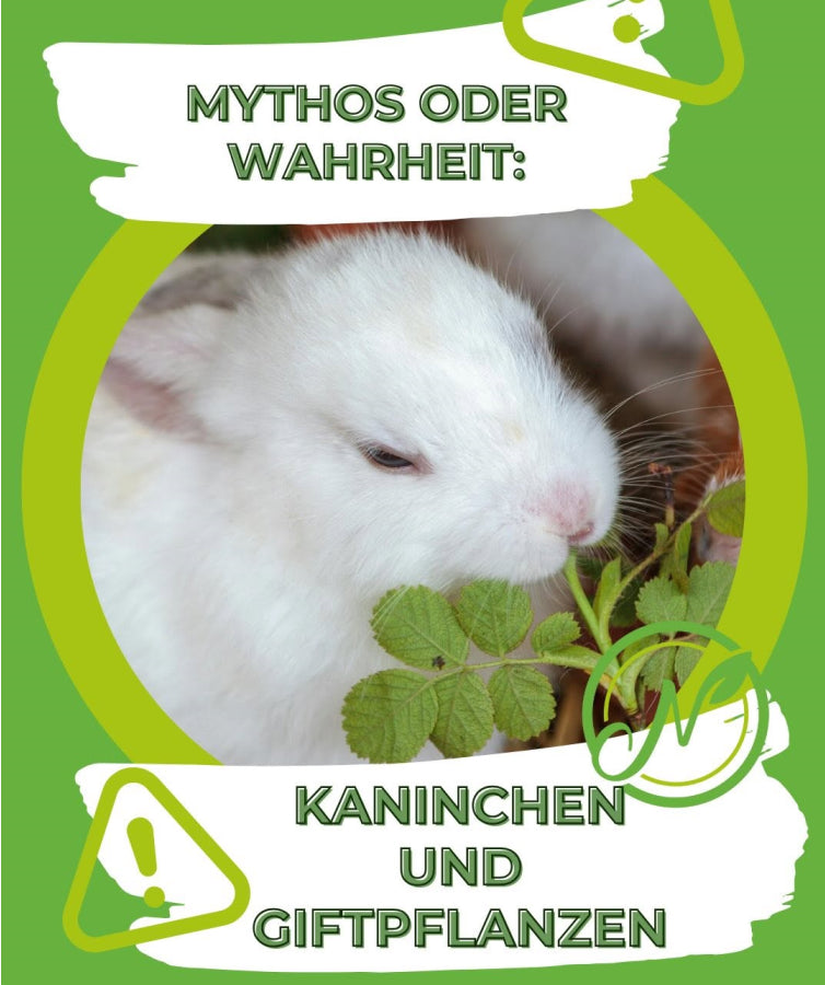 🐰 Mythos oder Wahrheit: Kaninchen und Giftpflanzen – Wie gefährlich ist es wirklich?