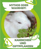 🐰 Mythos oder Wahrheit: Kaninchen und Giftpflanzen – Wie gefährlich ist es wirklich?