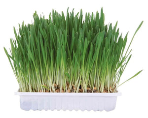 Collection image for: Futter & Heu